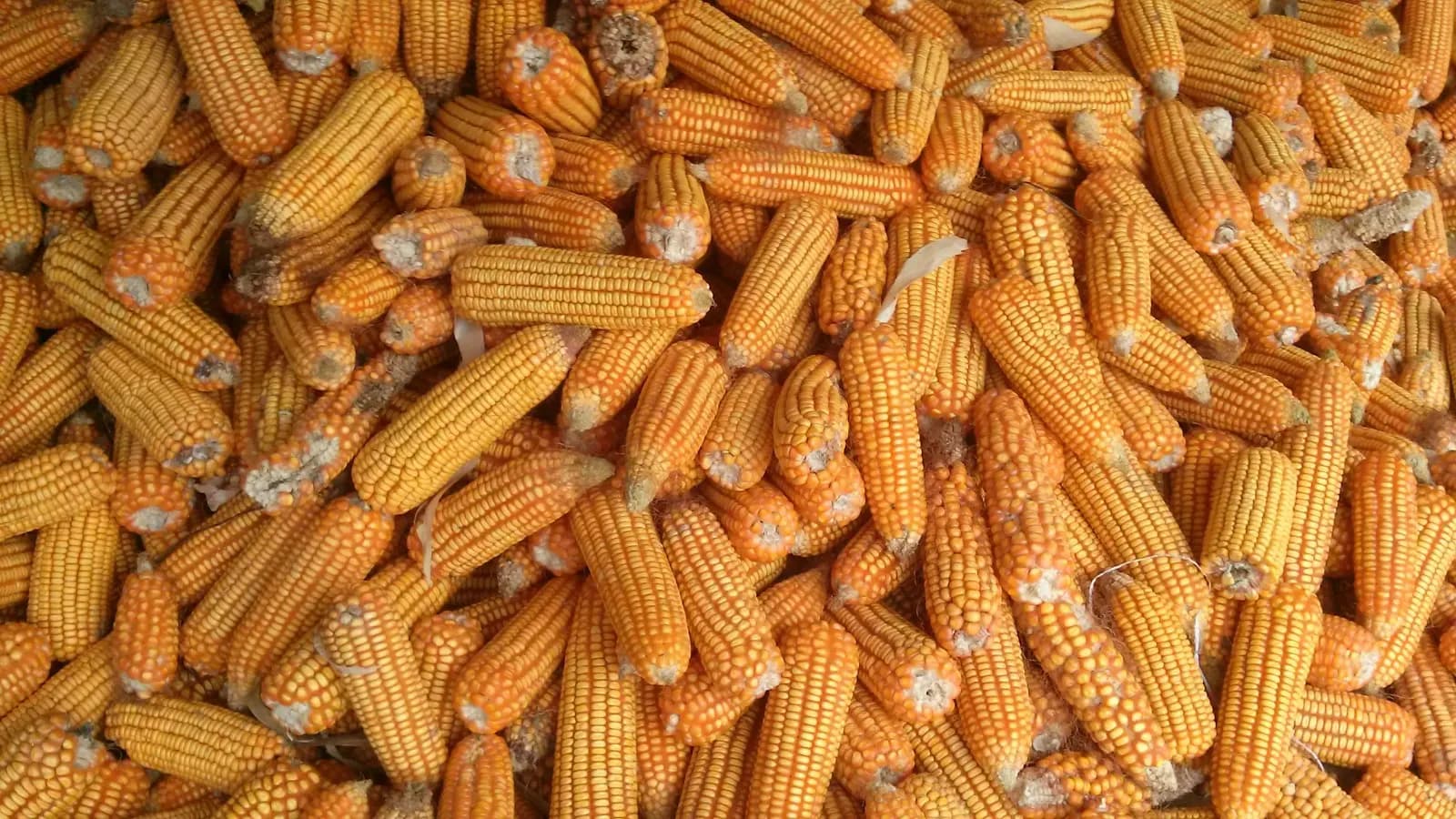 A pile of harvested maize cobs