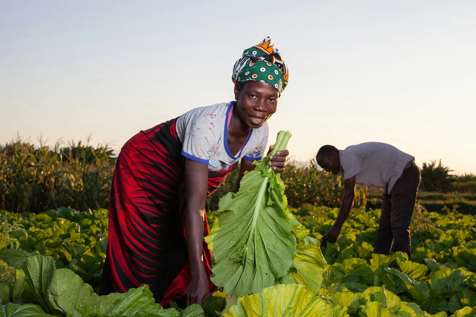Farmers harvesting leafy greens