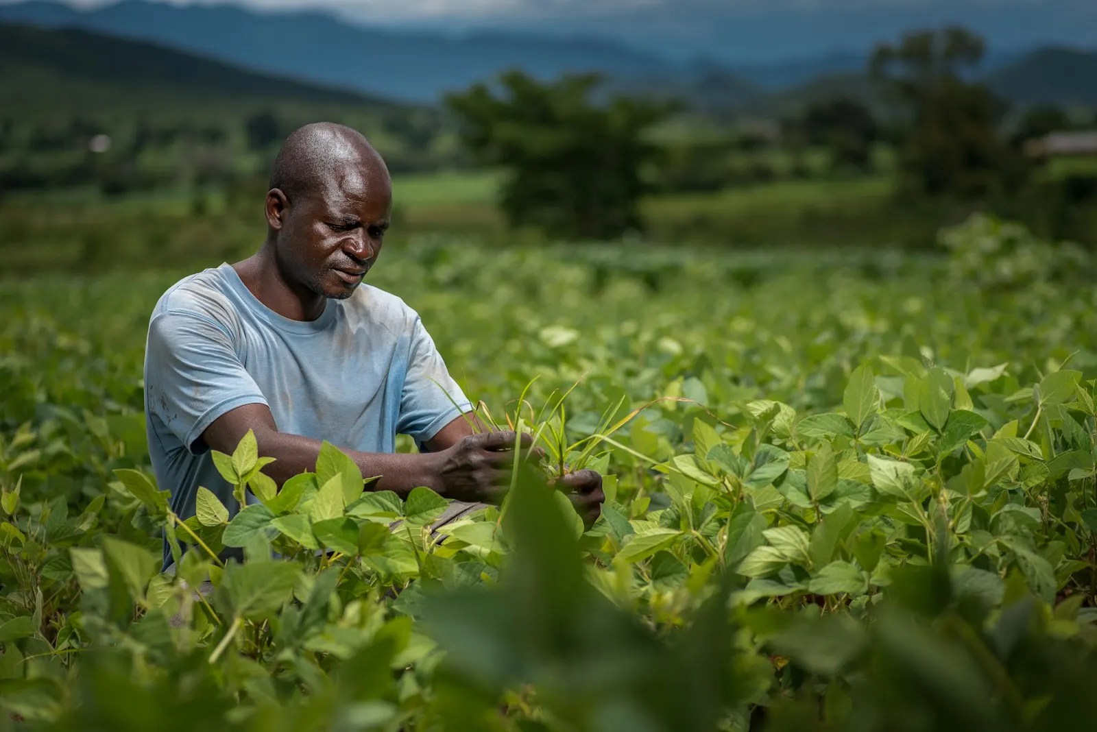 A farmer inspecting his crops
