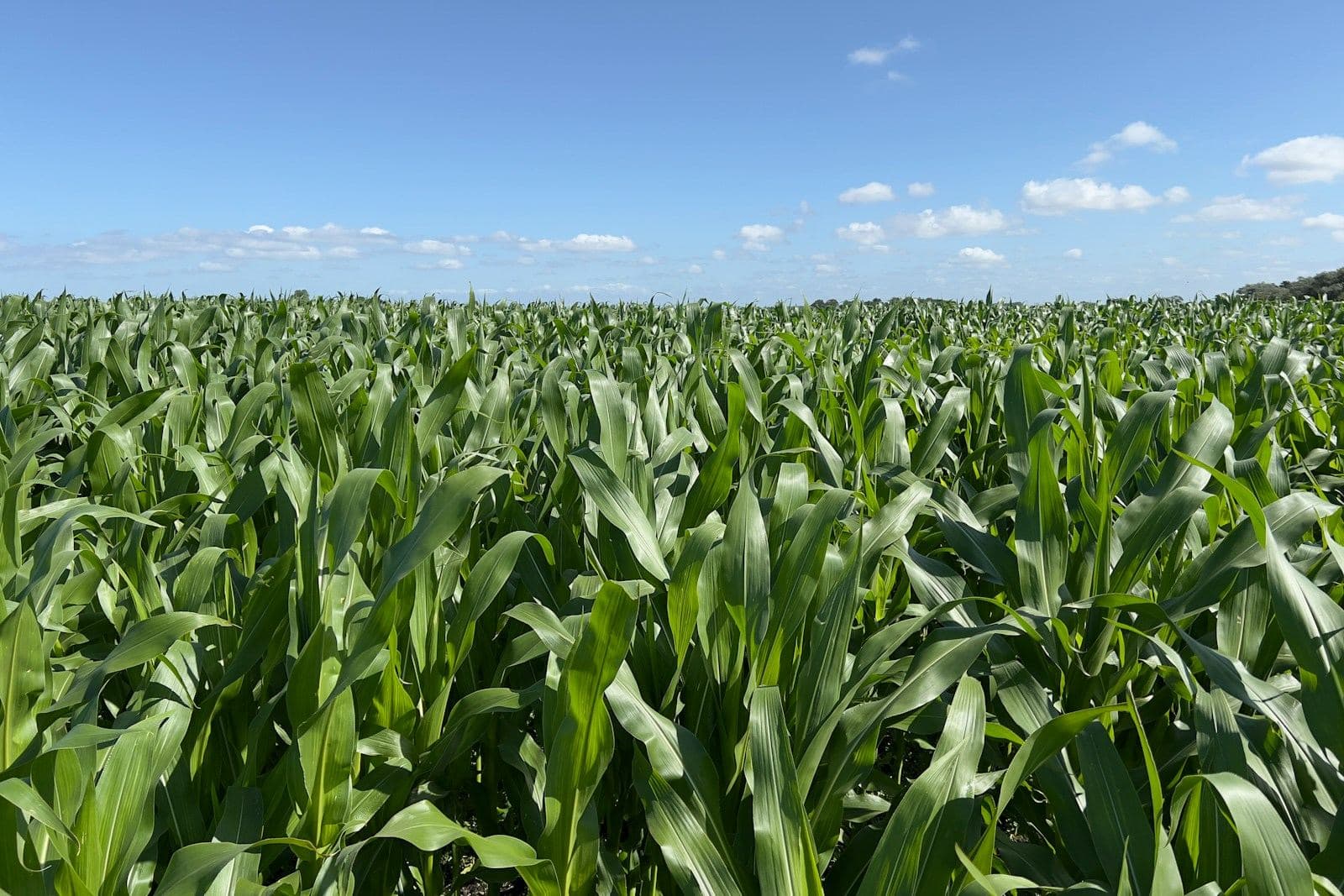 A field of young maize